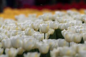 blanco tulipanes en el parque. abril flores antecedentes foto