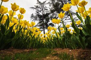 Wide angle view of yellow tulips from below. Spring flowers background photo