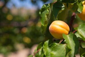 Apricot on the branch. Healthy vegan or vegetarian organic food production. photo