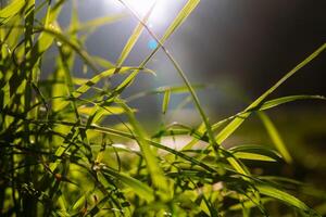 pastos o cultivos en atención con directo luz de sol y lente llamarada con Bokeh. foto