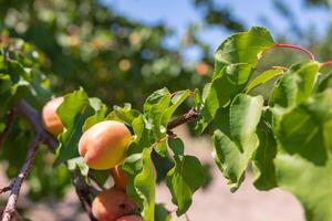 Summer fruits background. Apricots on the branch in focus. photo