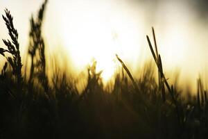 Silhouette of defocused grasses or crops background photo. photo