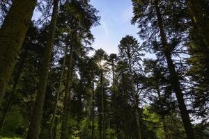 bosque ver con Dom en el antecedentes. naturaleza o ambiente antecedentes foto