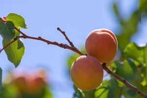 Two apricots on the branch. Summer fruits. Raw healthy food production photo