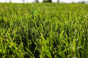 Grasses or crops in focus. Nature background photo. Carbon net zero concept photo