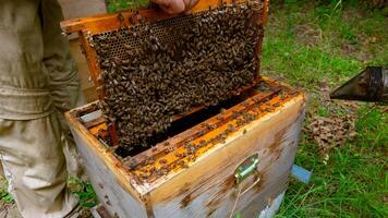 Apiculture or beekeeping concept photo. Honeycomb removed from beehive photo