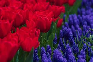 Red tulips and grape hyacinths in a park in the spring. photo