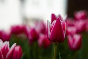 Spring wallpaper or canvas print photo. Moody pink tulip photo