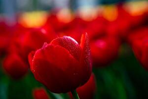 rojo tulipán con gotas de agua. tulipán imprimible o lona impresión foto. foto