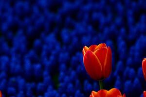 An orange tulip in focus and the hyacinths in a park. photo