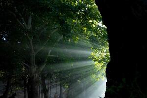 Sunrays through the haze behind the tree in the forest. photo