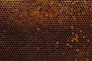 Honeycomb in full frame view. Bee breads inside the cells. photo