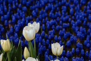 White tulip in focus and grape hyacinths on the background photo