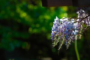 A bunch of wisteria flowers hanging on the branch photo