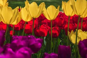 Yellow, purple and red tulips in a park in full frame view photo