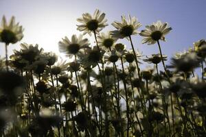 Daisies or chamomiles from below. Selective focus on the daisies. photo