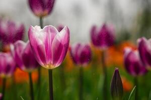 Pink tulip in focus. Spring flowers background photo