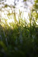 Sunlight and grasses or crops from ground level in focus. Nature background photo