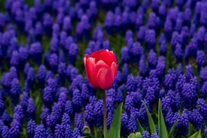 un rosado tulipán en el uva jacintos antecedentes. foto