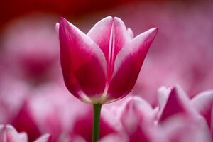 un rosado tulipán cabeza. rosado tulipanes en el parque en el primavera. primavera florecer concepto foto