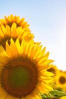 Sunflowers background photo. Sunflower flower head in focus in the field photo