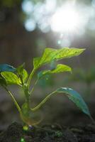 Farming or gardening vertical background photo. Plant and sunlight photo