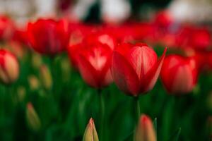 imprimible tulipán foto. rojo tulipanes en atención en el parque en primavera. foto