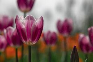 Pink tulip in focus. Spring blossom background photo