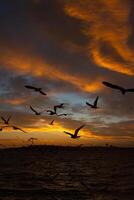 Istanbul view with seagulls and dramatic sky at sunset. photo