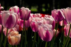 Spring flowers. Pink tulips in the park photo