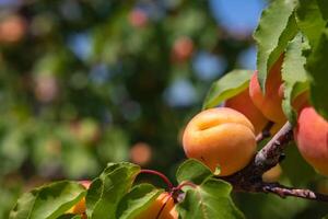 Apricots on the tree in focus. Organic fruit production concept photo