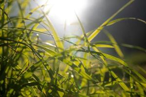 desenfocado pastos o cultivos con directo luz de sol. carbón neutralidad concepto foto