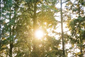 Sun behind the pine trees in the forest. Earth Day or carbon net zero concept photo