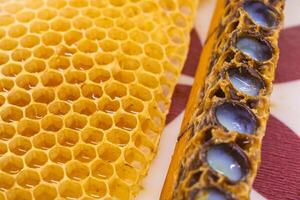 Queen cups and honeycombs in focus. Royal jelly or grafting concept photo. photo