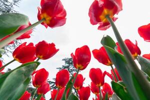 Low angle shot of red tulips in the park. photo