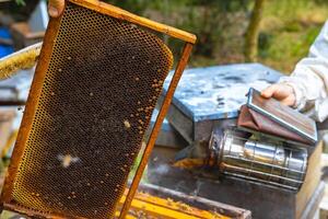 A frame of honeycomb on the beehive and an apiarist holding a bee smoker. photo