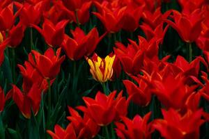 Yellow tulip among the red tulips. Diversity concept photo. photo