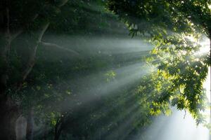 tierra día concepto foto. rayos de sol mediante el calina en el bosque foto