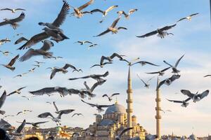 Travel to Istanbul background photo. Seagulls and Yeni Cami or New Mosque photo