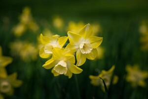 Daffodils in focus. Three daffodils in close up view in the park. Spring blossom photo