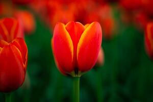 naranja tulipán en enfocar. primavera florecer concepto foto