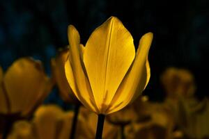 amarillo tulipán en enfocar. primavera flores antecedentes foto. foto