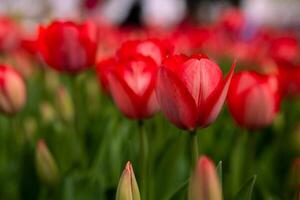 rojo tulipanes primavera floración concepto foto. naturaleza antecedentes. foto