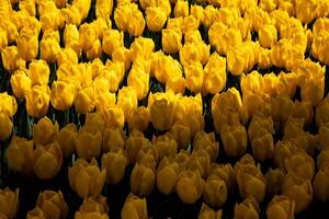 Yellow tulips. Half illuminated tulips in the park from above. photo