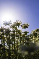 margaritas o manzanillas desde suelo nivel con directo luz de sol foto