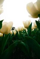 Spring flowers background. White tulips vertical story background photo