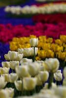 A white tulip in tulips field or park. Spring flowers vertical background photo