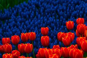Orange tulips and hyacinths in the spring. Spring bloom concept photo