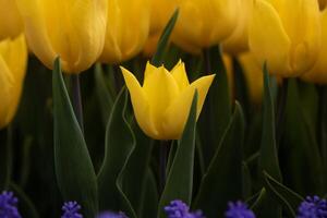 amarillo tulipán en enfocar. primavera flores antecedentes foto