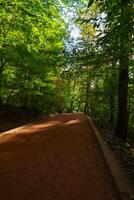 empujoncito o caminata sendero en el bosque. sano estilo de vida concepto vertical foto. foto